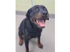 Adopt Lil Bow Wow a Black Rottweiler / Mixed dog in Longview, TX (39166637)