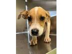 Adopt Edward a Red/Golden/Orange/Chestnut American Pit Bull Terrier / Mixed dog