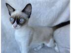 Adopt Swiper a Cream or Ivory Siamese / Domestic Shorthair / Mixed cat in Gray