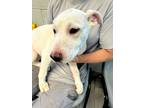 Adopt Little Baby a White Terrier (Unknown Type, Small) / Mixed dog in