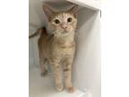Adopt Mike a Orange or Red Domestic Shorthair / Domestic Shorthair / Mixed cat
