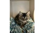 Adopt Pixie a Gray or Blue Domestic Mediumhair / Domestic Shorthair / Mixed cat