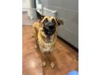 Adopt Ace* a Brown/Chocolate German Shepherd Dog / Mixed dog in Baton Rouge