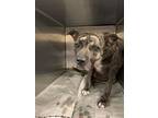 Adopt Nina* a Brindle Mountain Cur / Boxer / Mixed dog in Baton Rouge