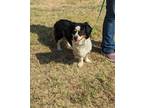 Adopt Madison a Corgi / Mixed dog in Arlington, TX (39162785)