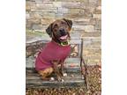 Adopt George a Brindle Plott Hound / Mixed Breed (Medium) / Mixed dog in