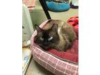 Adopt Hoth a Tan or Fawn Siamese / Domestic Shorthair / Mixed cat in Knoxville