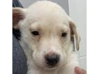 Adopt Billy a White - with Tan, Yellow or Fawn Labrador Retriever / Mixed dog in