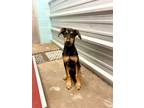 Adopt 54093917 a Black Doberman Pinscher / Mixed dog in Alvarado, TX (39166360)