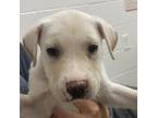 Adopt Mandy a White - with Tan, Yellow or Fawn Labrador Retriever / Mixed dog in