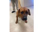 Adopt Lola a Tan/Yellow/Fawn Rottweiler / Mixed dog in Newport News