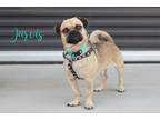 Adopt Jarvis a Tan/Yellow/Fawn Pug / Mixed dog in Scottsdale, AZ (39166323)