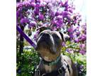 Adopt Lavender a Gray/Blue/Silver/Salt & Pepper American Pit Bull Terrier /