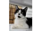 Adopt Rusty a All Black Domestic Shorthair / Domestic Shorthair / Mixed cat in