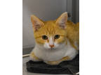 Adopt Riley a Orange or Red Domestic Shorthair / Domestic Shorthair / Mixed cat