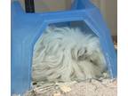 Adopt Squeeky a White Guinea Pig / Guinea Pig / Mixed (long coat) small animal