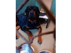 Adopt Bruce a Black Rottweiler / Mixed dog in Palm Coast, FL (39166477)