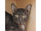 Adopt Noir a Gray or Blue Oriental / Domestic Shorthair / Mixed cat in San