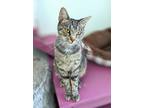 Adopt Marie Claire a Brown or Chocolate Domestic Shorthair / Domestic Shorthair