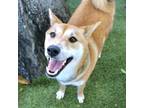 Adopt Foxi a Red/Golden/Orange/Chestnut Shiba Inu / Mixed dog in Largo