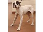 Adopt 82066 a White German Shorthaired Pointer / Mixed dog in Spanish Fork