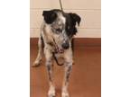 Adopt 81655 a Black Australian Cattle Dog / Mixed dog in Spanish Fork
