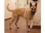 Adopt 81875 a Tan/Yellow/Fawn German Shepherd Dog / Mixed dog in Spanish Fork