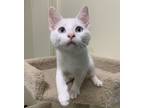 Adopt Bran a White Domestic Shorthair / Domestic Shorthair / Mixed cat in