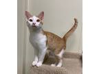 Adopt Joseph a Orange or Red Domestic Shorthair / Domestic Shorthair / Mixed cat