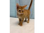 Adopt Weasley a Orange or Red Domestic Shorthair / Domestic Shorthair / Mixed