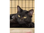 Adopt Finn a All Black Domestic Shorthair / Domestic Shorthair / Mixed cat in