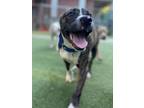 Adopt Hubie a Brindle Terrier (Unknown Type, Small) / Boxer / Mixed dog in