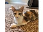 Adopt Coffee a Gray or Blue Domestic Shorthair / Domestic Shorthair / Mixed cat