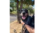 Adopt Camry a Black Australian Cattle Dog / Mixed dog in Bryan, TX (39166249)