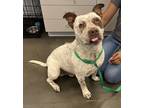 Adopt Tyson a White American Pit Bull Terrier / Mixed dog in Fresno