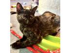 Adopt Gypsy a All Black Domestic Shorthair / Domestic Shorthair / Mixed cat in