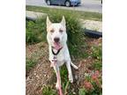 Adopt Sierra a White Husky / Mixed dog in Chicago, IL (39166244)