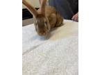 Adopt Barnaby a Chocolate Mini Rex / Other/Unknown / Mixed rabbit in Sacramento