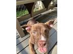 Adopt Bryce a Brown/Chocolate Terrier (Unknown Type, Small) / Mixed Breed