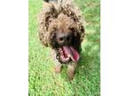 Adopt Peaches a Brown/Chocolate Poodle (Standard) / Mixed dog in Gainesville