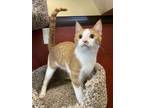 Adopt Bean a Orange or Red Domestic Shorthair / Domestic Shorthair / Mixed cat