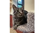 Adopt Gandy a Brown or Chocolate Domestic Shorthair / Domestic Shorthair / Mixed