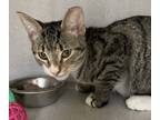 Adopt Farrah-Petsmart Framingham a Brown or Chocolate Domestic Shorthair /