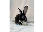 Adopt Gopher a Chocolate Rex / Silver Marten / Mixed rabbit in Oak Pak