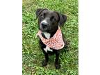 Adopt Winona a Black Labrador Retriever / Mixed dog in Gainesville