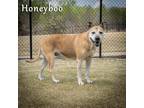 Adopt HoneyBoo a Tan/Yellow/Fawn Labrador Retriever / Mixed dog in Anderson