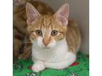 Adopt Reggie a Orange or Red Domestic Shorthair / Domestic Shorthair / Mixed cat