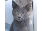 Adopt Rainy a Gray or Blue Domestic Shorthair / Domestic Shorthair / Mixed cat