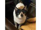 Adopt Thea a White Domestic Shorthair / Domestic Shorthair / Mixed cat in