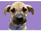 Adopt Scarecrow a Tan/Yellow/Fawn Retriever (Unknown Type) / Mixed dog in